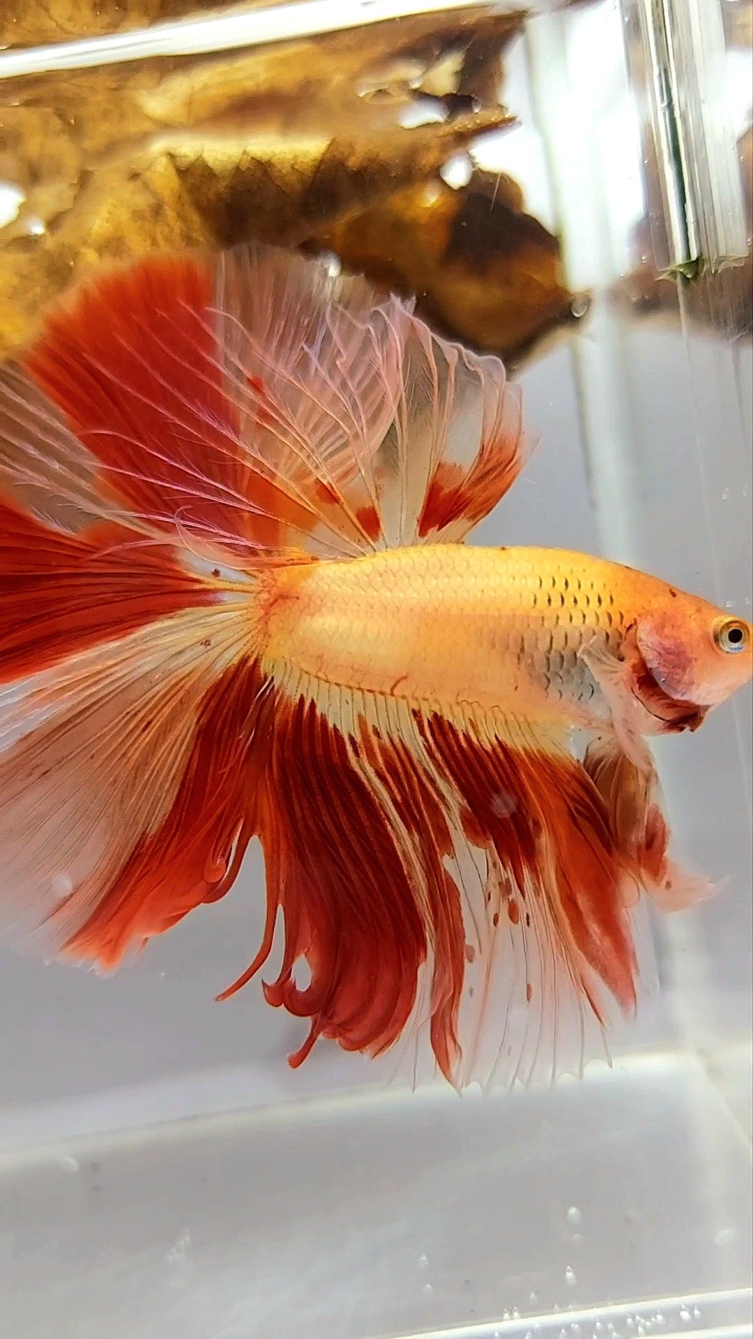 HALFMOON OVERTAIL ROSETAIL ARMAGEDDON VANDA SUPER PREMIUM RARE BETTA FISH
