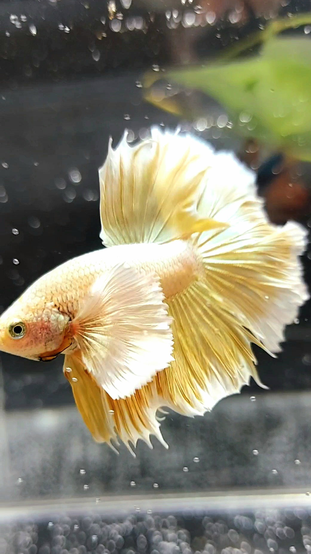 HALFMOON SUPER DUMBO EAR GOLDEN 24 KARAT SUPER PREMIUM RARE BETTA FISH