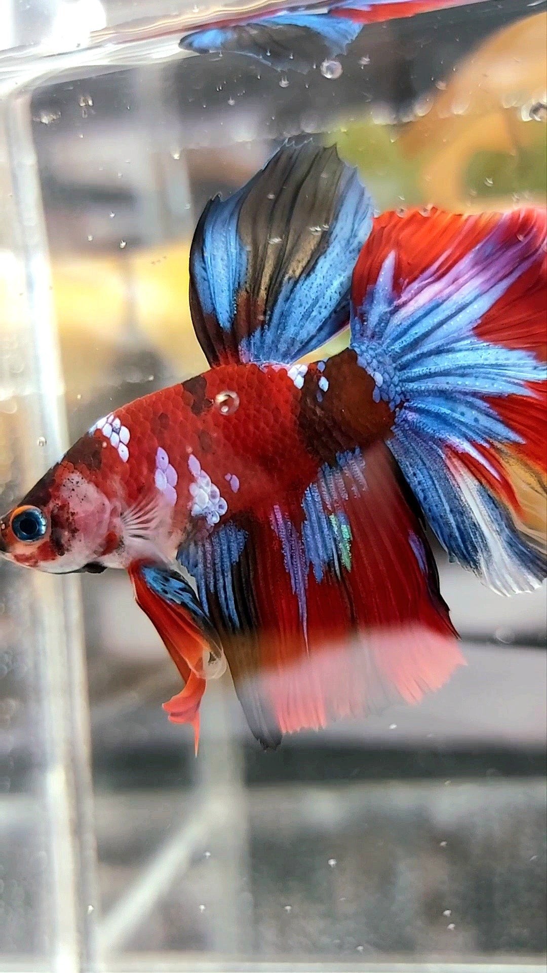 HALFMOON RED KOI GALAXY MULTICOLOR BETTA FISH