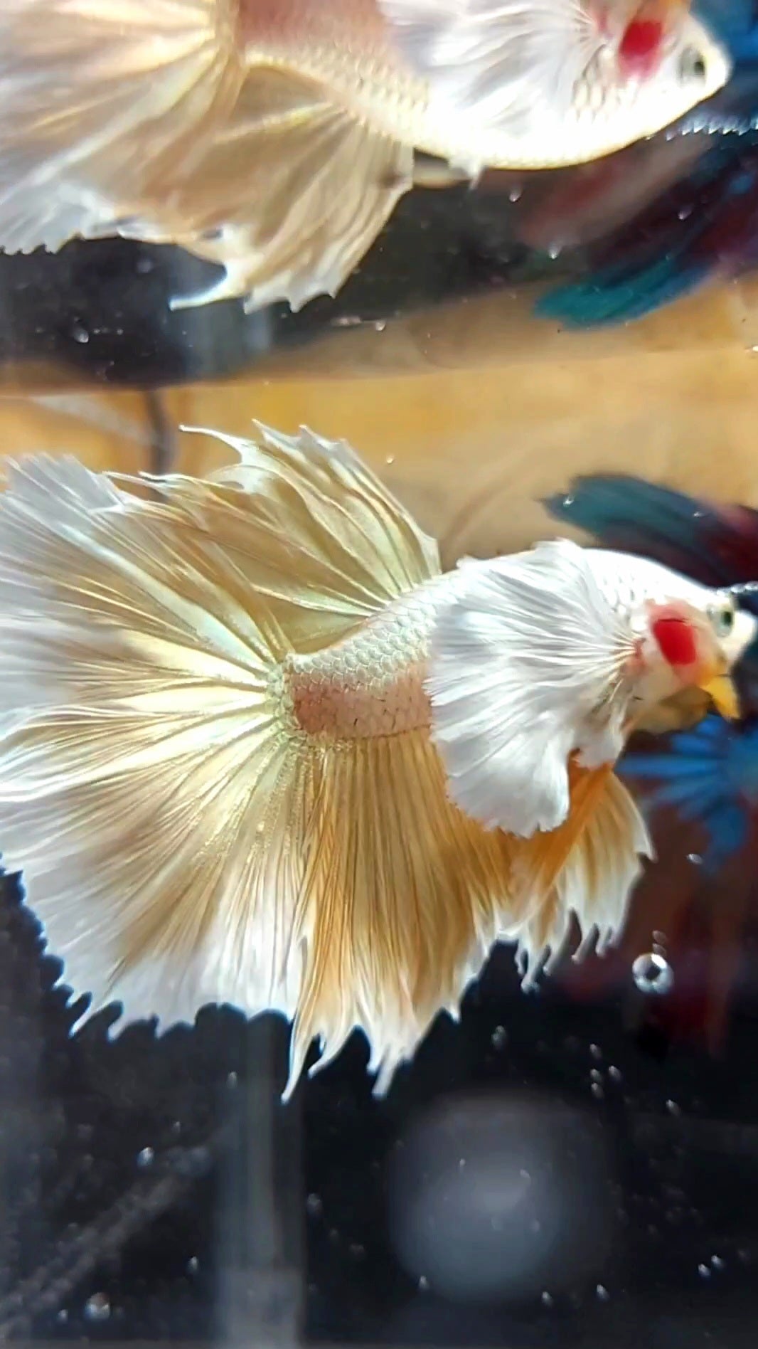 HALFMOON SUPER DUMBO EAR GOLDEN 24 KARAT SUPER PREMIUM RARE BETTA FISH