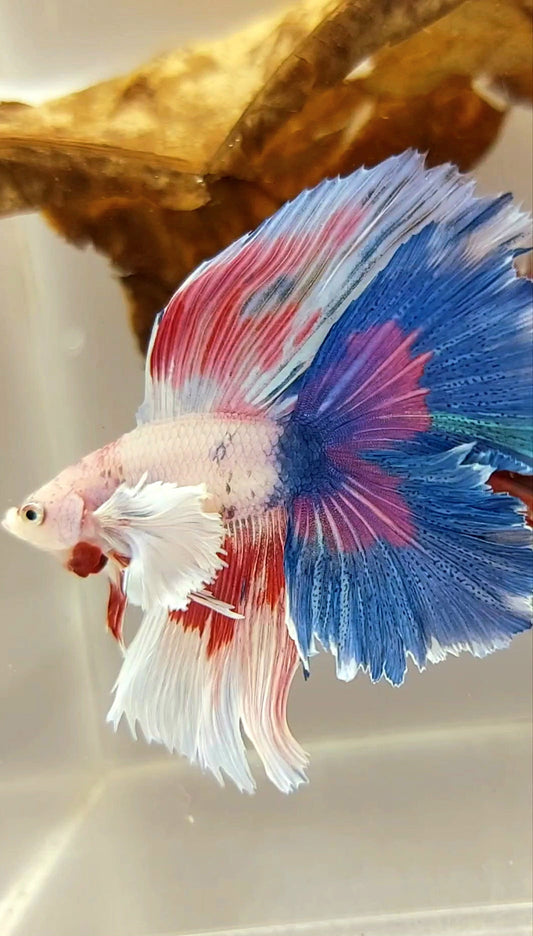 HALFMOON SUPER DUMBO EAR DOUBLE TAIL WHITE CANDY MULTICOLOR SUPER PREMIUM RARE BETTA FISH