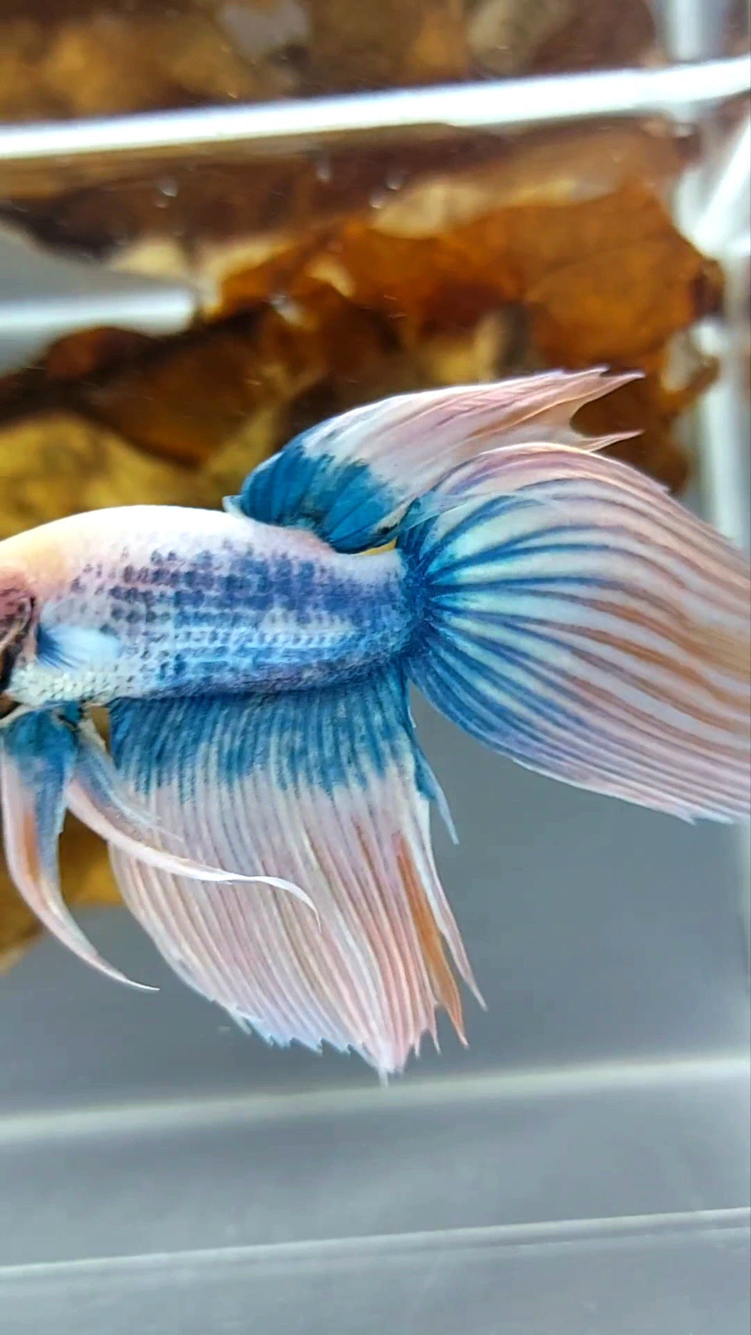 VEILTAIL ORANGE MASCOT BETTA FISH