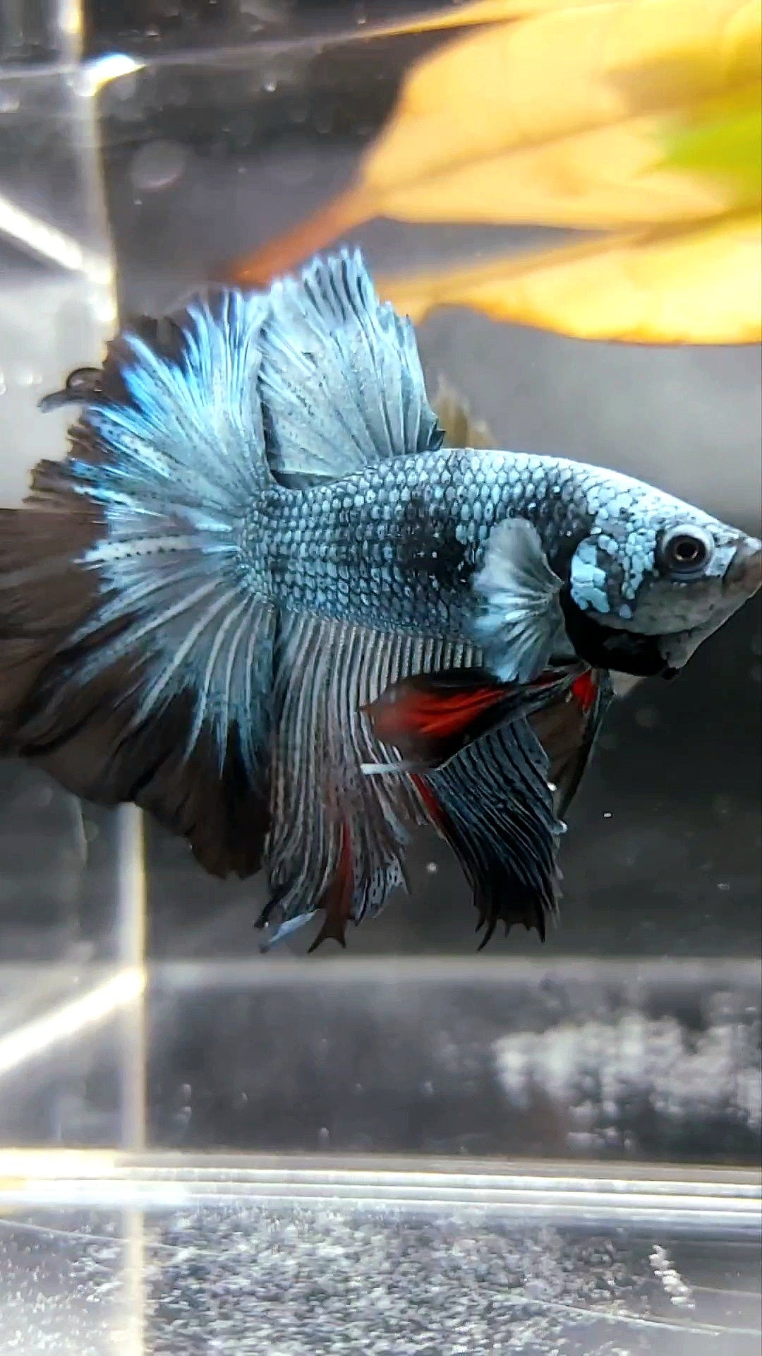 HALFMOON ROSETAIL BLUE BLACK SERIES AVATAR BETTA FISH