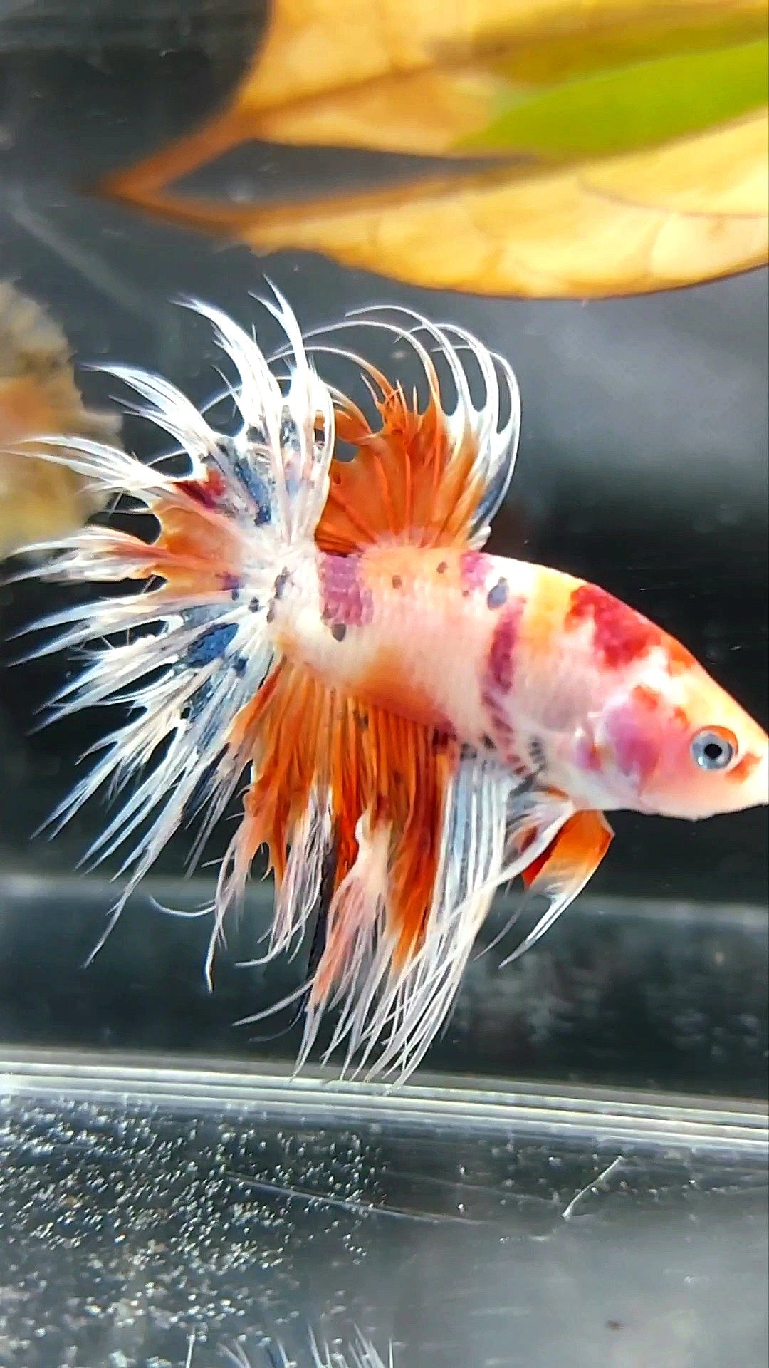 CROWNTAIL ORANGE CANDY DOTS MULTICOLOR BETTA FISH