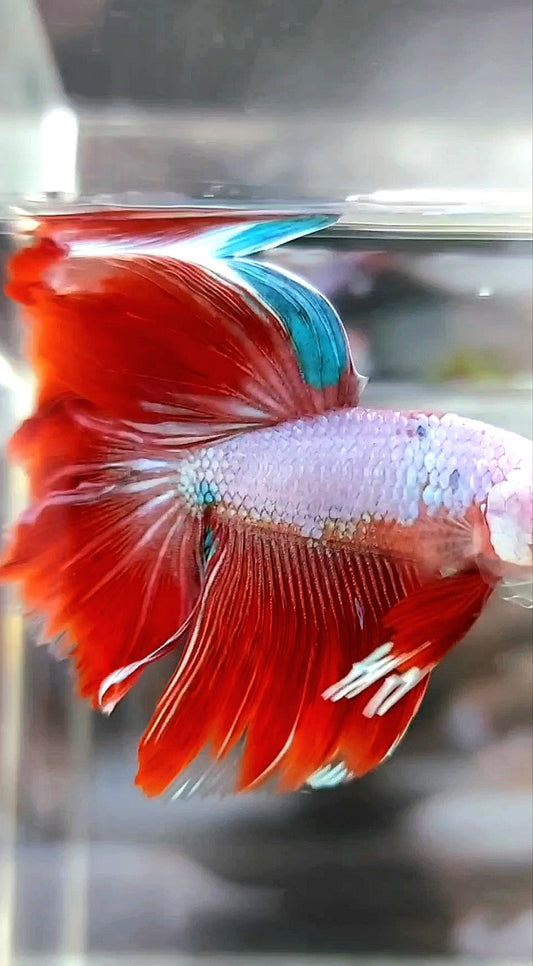 HALFMOON ROSETAIL RED PURPLE FANCY BETTA FISH
