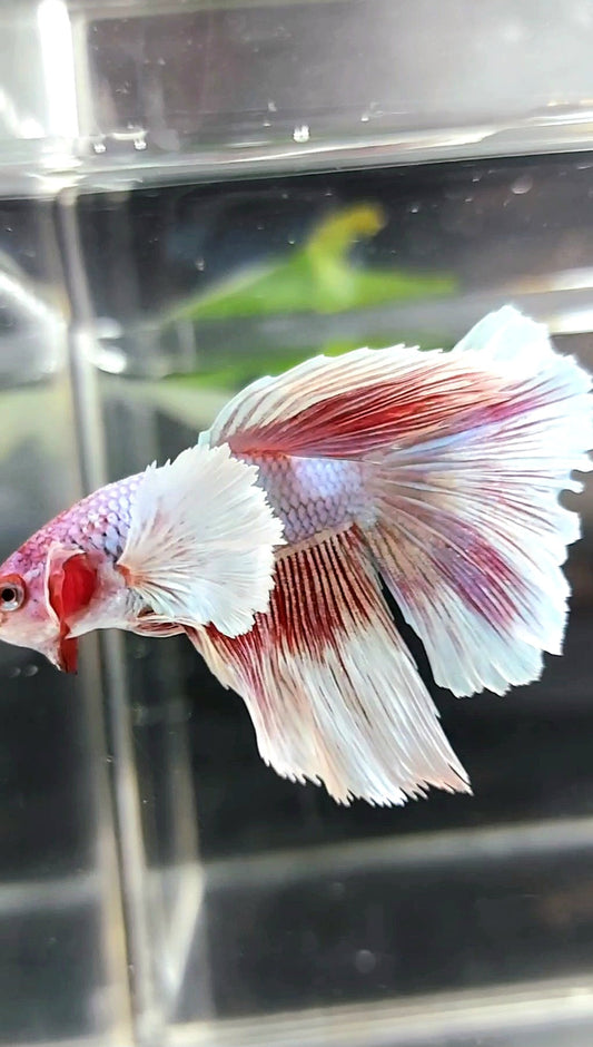 HALFMOON DUMBO EAR PINK LAVENDER BETTA FISH