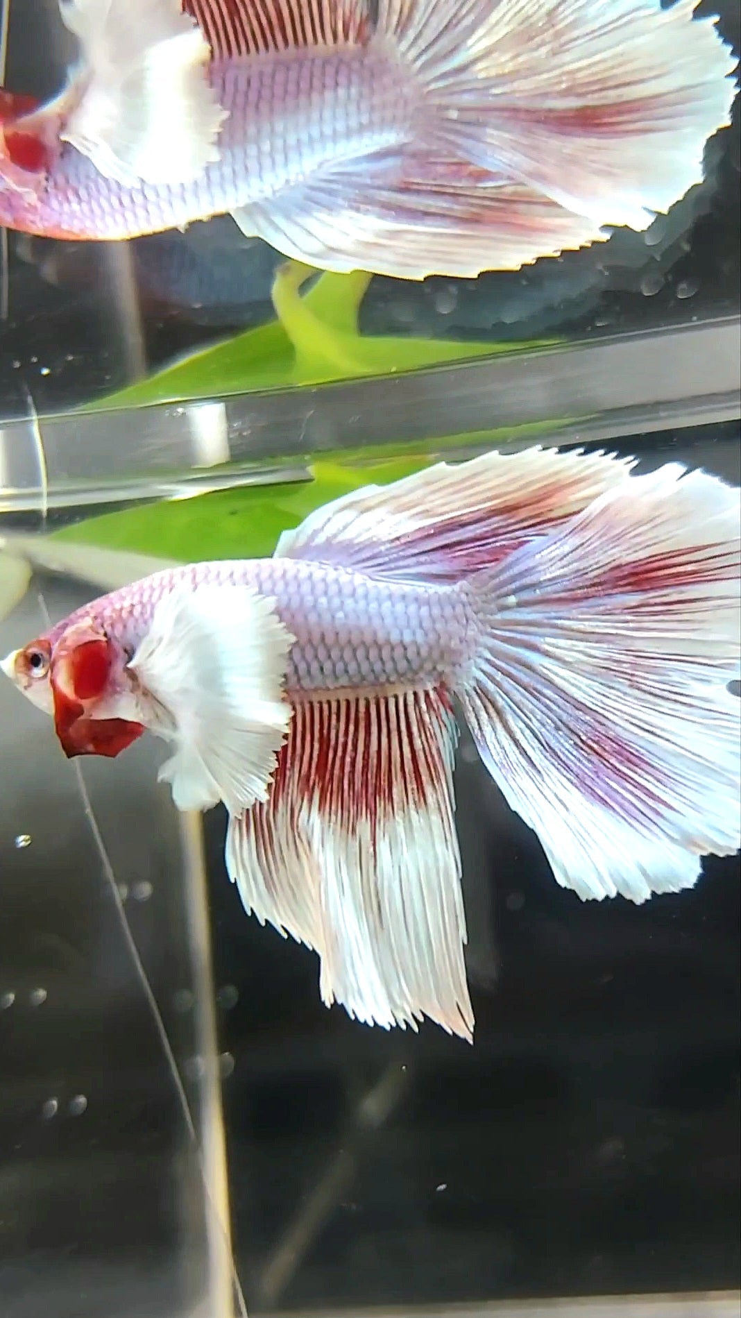 HALFMOON DUMBO EAR PINK LAVENDER BETTA FISH