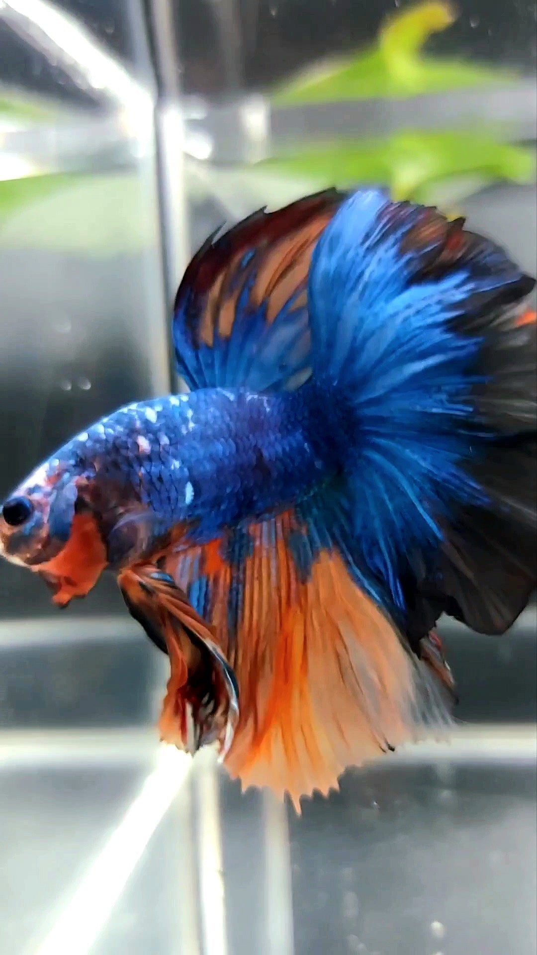 HALFMOON ROSETAIL BLUE FANCY ORANGE MULTICOLOR BETTA FISH