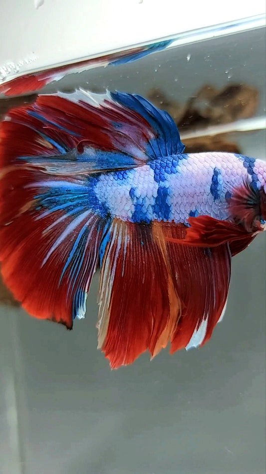 HALFMOON RED FANCY MARBLE MULTICOLOR RARE BETTA FISH
