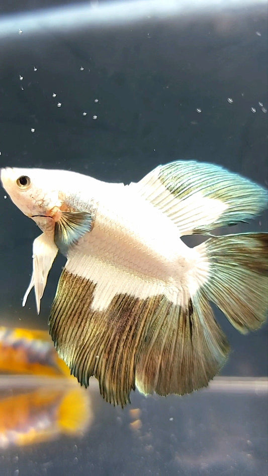 HALFMOON DOUBLE TAIL COPPER RIM BETTA FISH