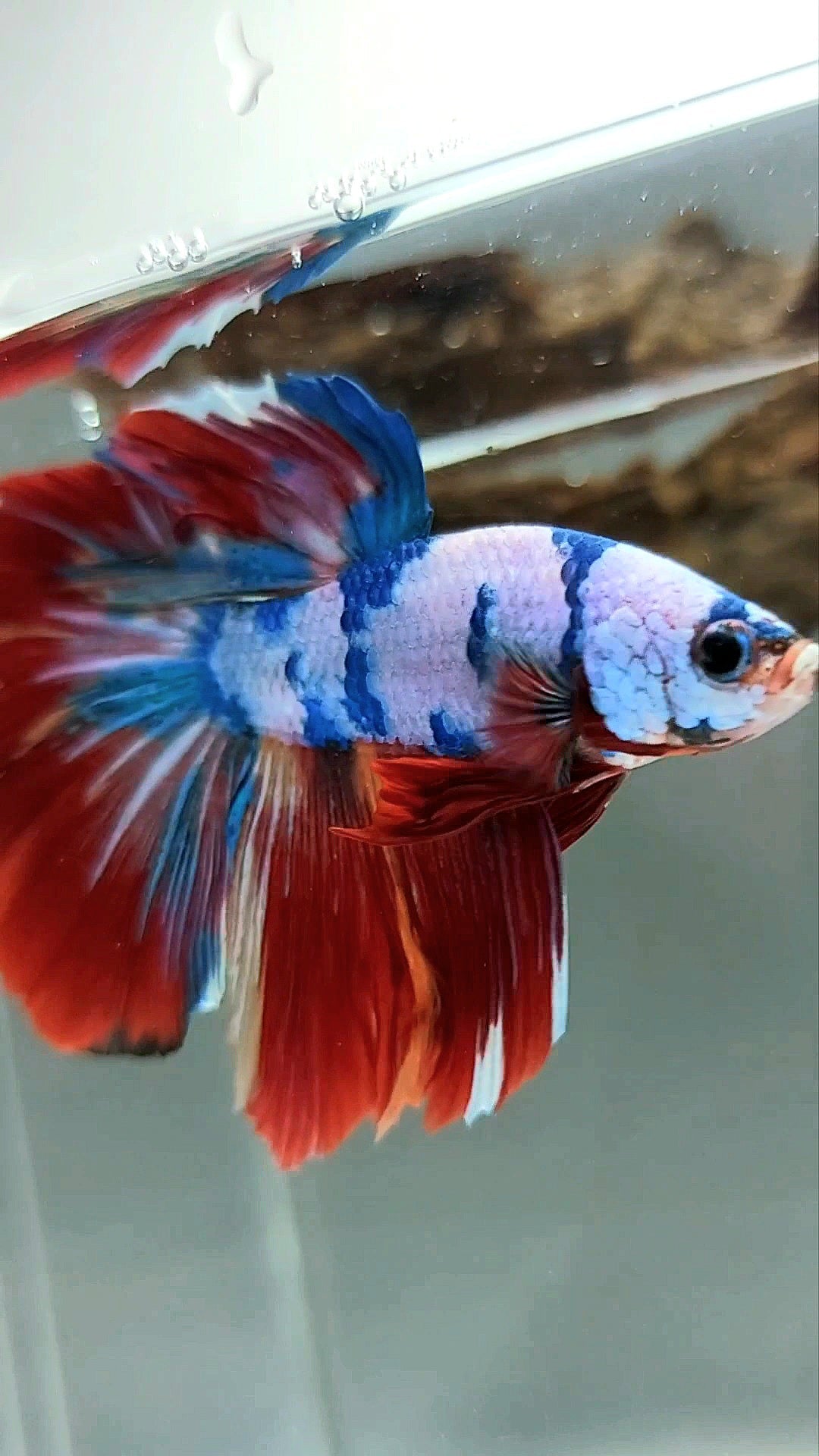 HALFMOON RED FANCY MARBLE MULTICOLOR RARE BETTA FISH