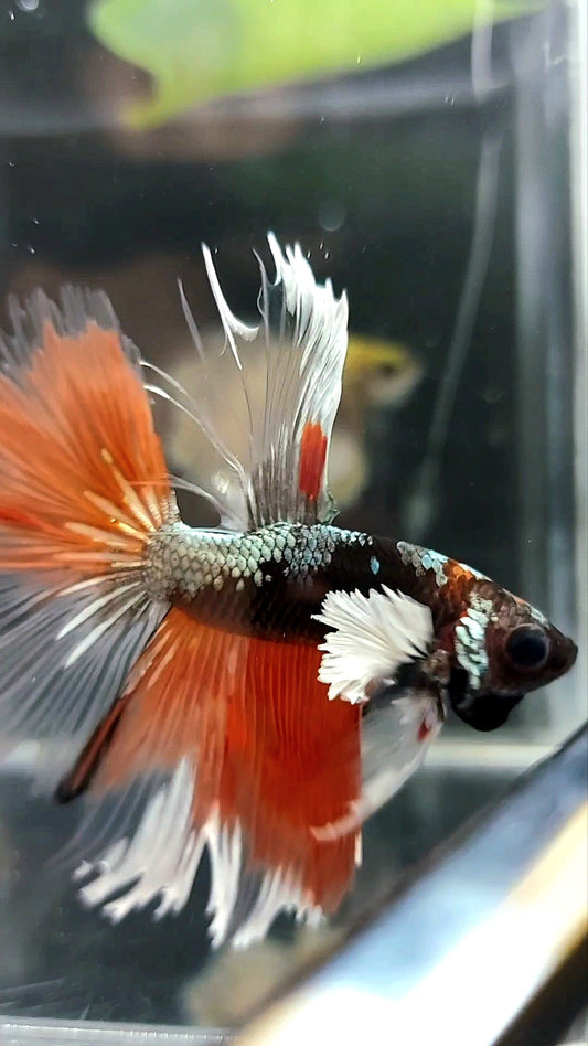 HALFMOON BLACK DUMBO EAR AVATAR COPPER ORANGE PREMIUM BETTA FISH