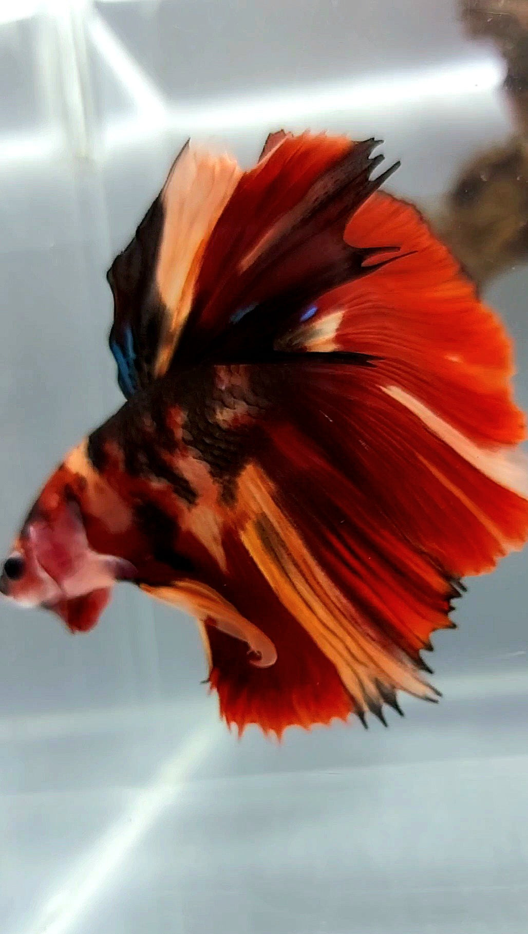 HALFMOON RED NEMO TIGER CLASSIC MULTICOLOR BETTA FISH