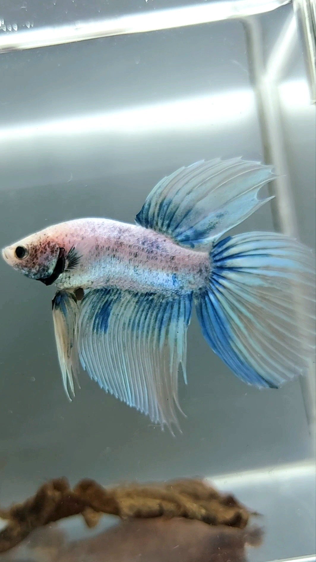VEILTAIL BLUE GRIZZLE BETTA FISH