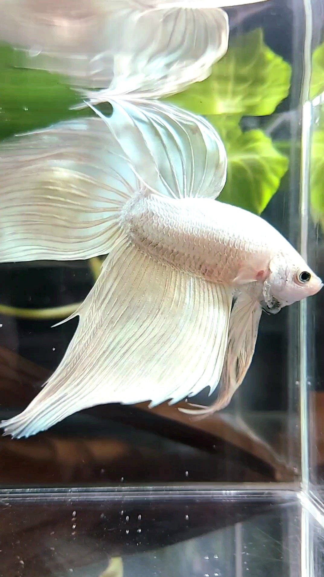GIANT VEILTAIL TOTAL 9CM+ SOFTGOLD SOLID PREMIUM BETTA FISH