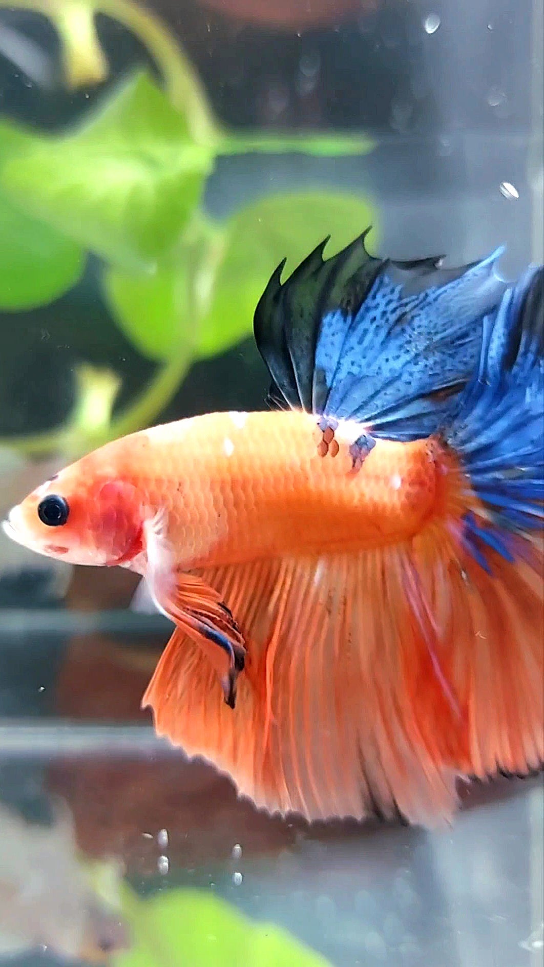 HALFMOON ROSETAIL ORANGE BASED BLUE MULTICOLOR BETTA FISH