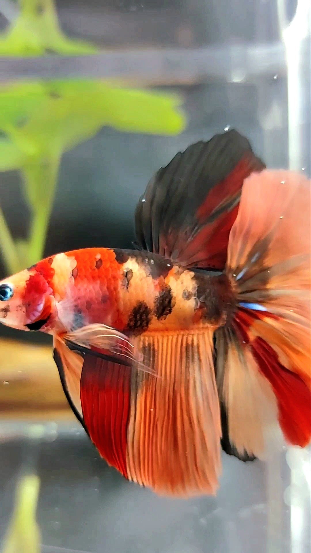 HALFMOON ROSETAIL ORANGE TIGER MULTICOLOR BETTA FISH