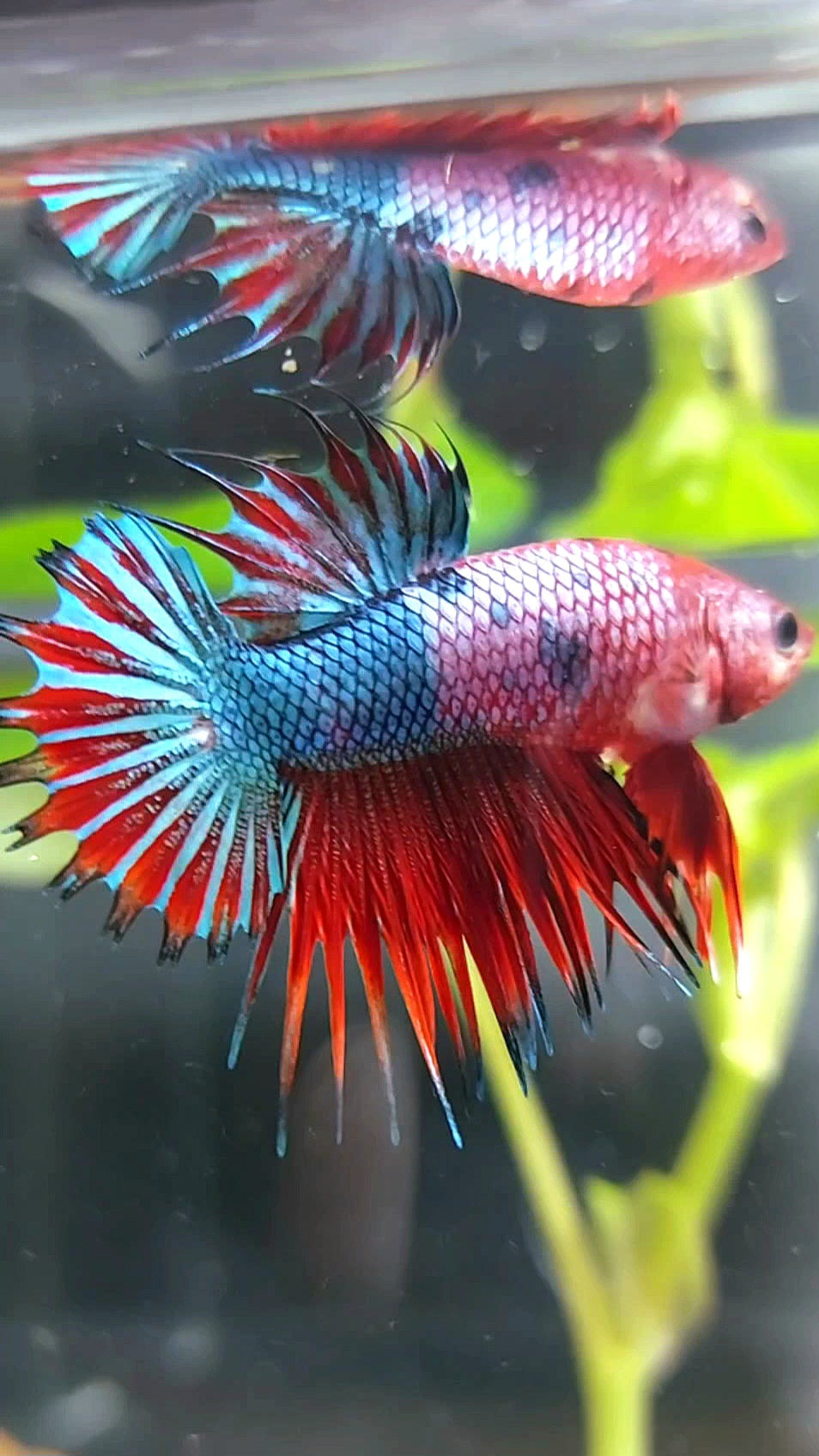 CTPK CROWNTAIL PLAKAT HELLBOY PURPLE FANCY RARE BETTA FISH