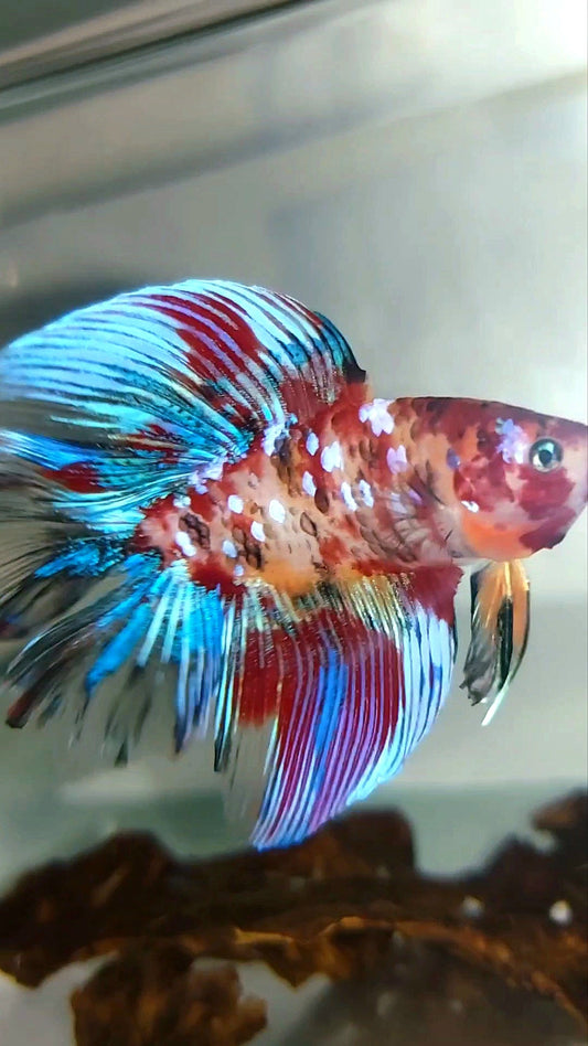 HALFMOON DOUBLE TAIL KOI GALAXY MULTICOLOR RARE BETTA FISH