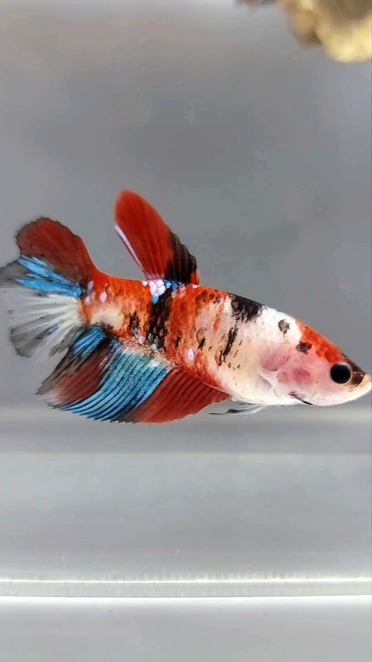 FEMALE HALFMOON RED KOI GALAXY MULTICOLOR BETTA FISH