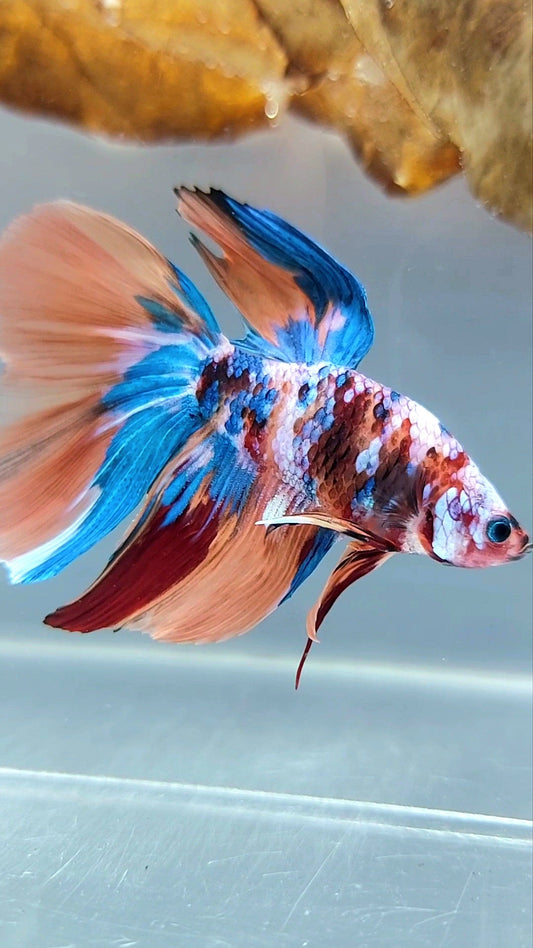 HALFMOON NEMO GALAXY MULTICOLOR BETTA FISH