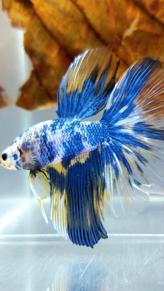 HALFMOON YELLOW BLUE MARBLE MULTICOLOR BETTA FISH