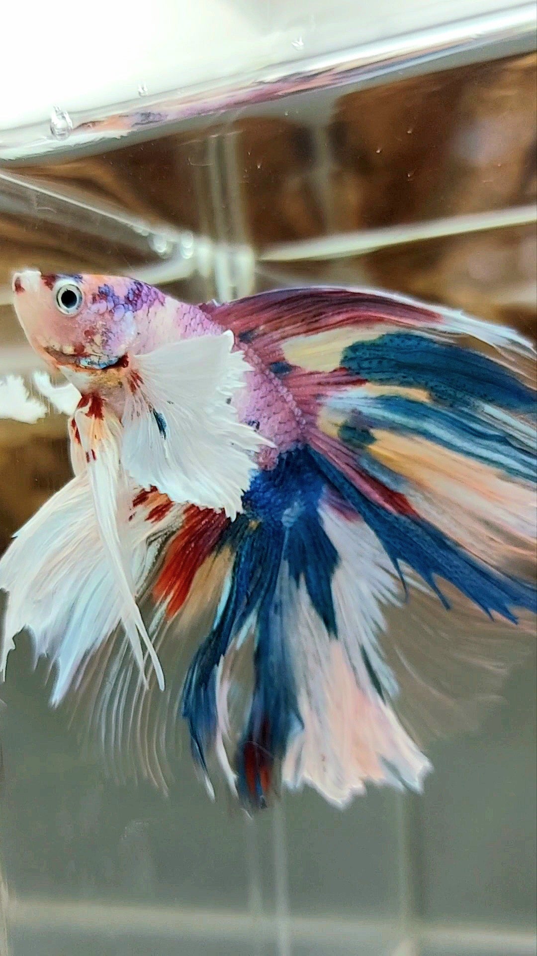HALFMOON DUMBO EAR DOUBLE TAIL CANDY RAINBOW MULTICOLOR SUPER PREMIUM RARE BETTA FISH