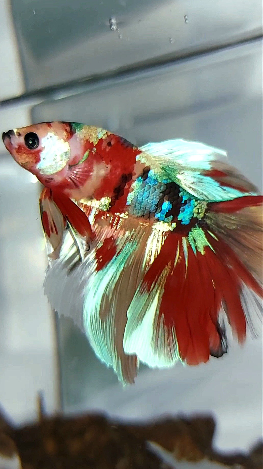 HALFMOON GALAXY UNIQUE MULTICOLOR BETTA FISH