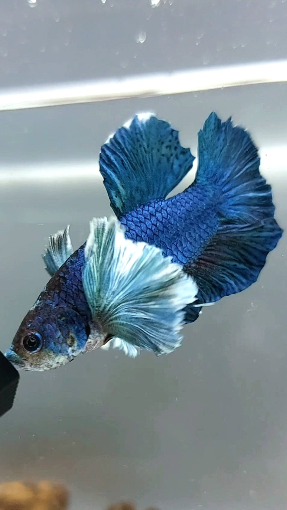 PLAKAT SUPER DUMBO EAR BLUE GREEN TURQUOISE BETTA FISH