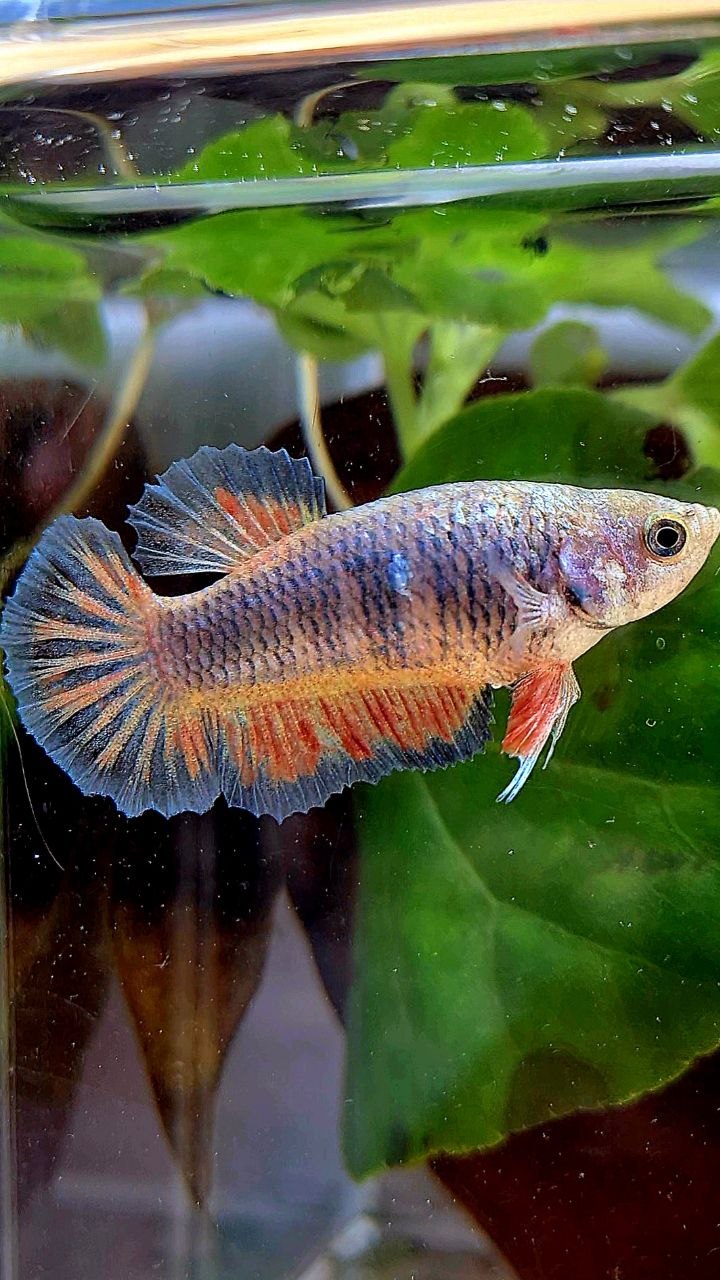 FEMALE PLAKAT VIOLET VANDA BETTA FISH