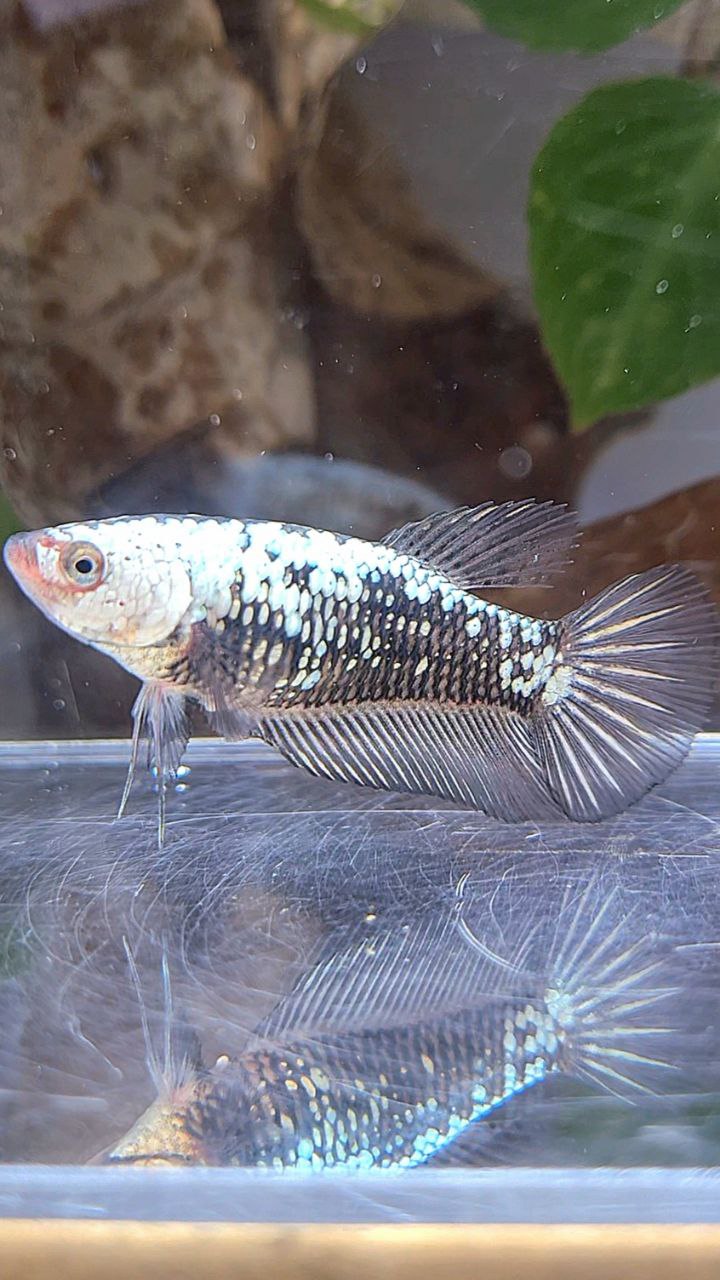 FEMALE PLAKAT BLACK SAMURAI SNOW BETTA FISH