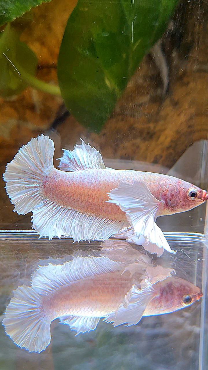FEMALE PLAKAT SUPER DUMBO EAR WHITE LAVENDER BETTA FISH