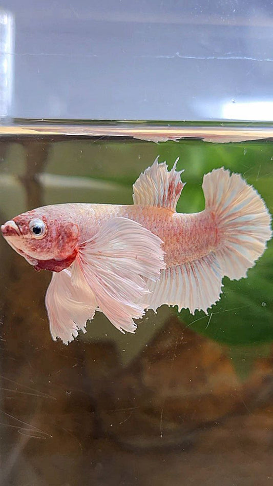 FEMALE PLAKAT SUPER DUMBO EAR WHITE LAVENDER BETTA FISH