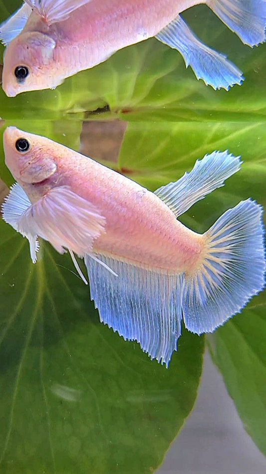 FEMALE HALFMOON DUMBO EAR WHITE BETTA FISH