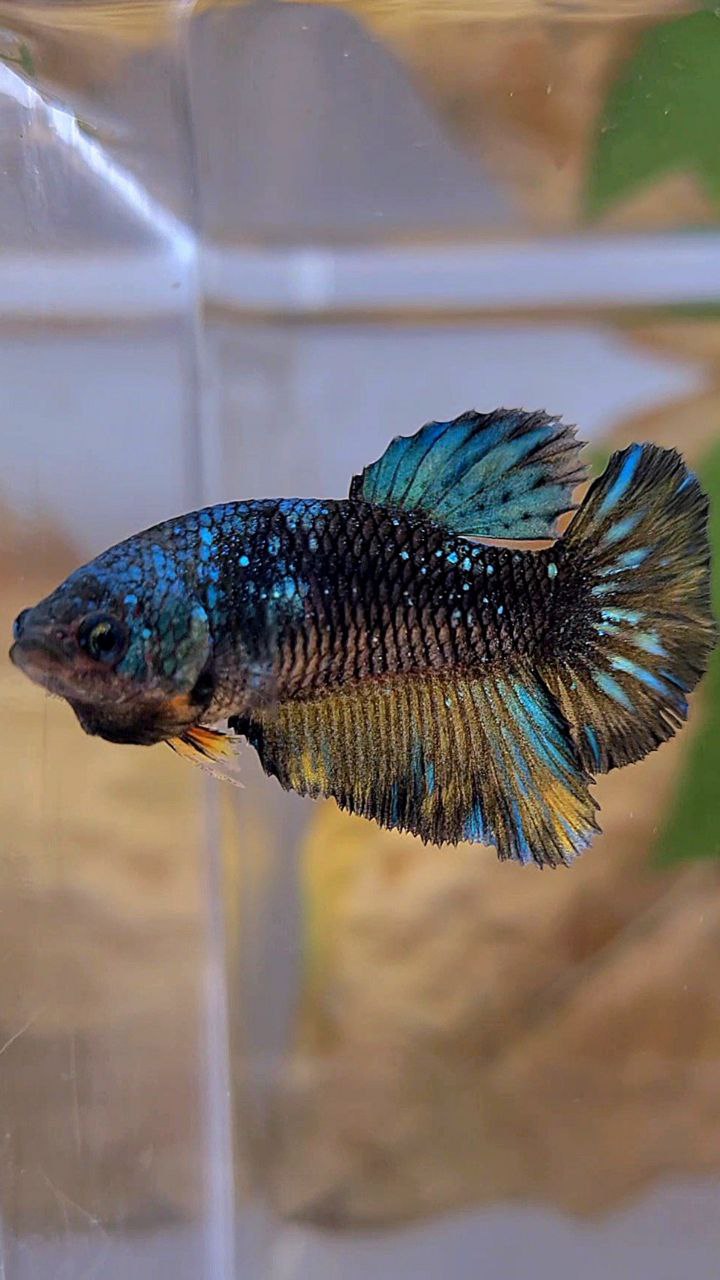 FEMALE HALFMOON BLACK GALAXY AVATAR BLUE YELLOW BETTA FISH