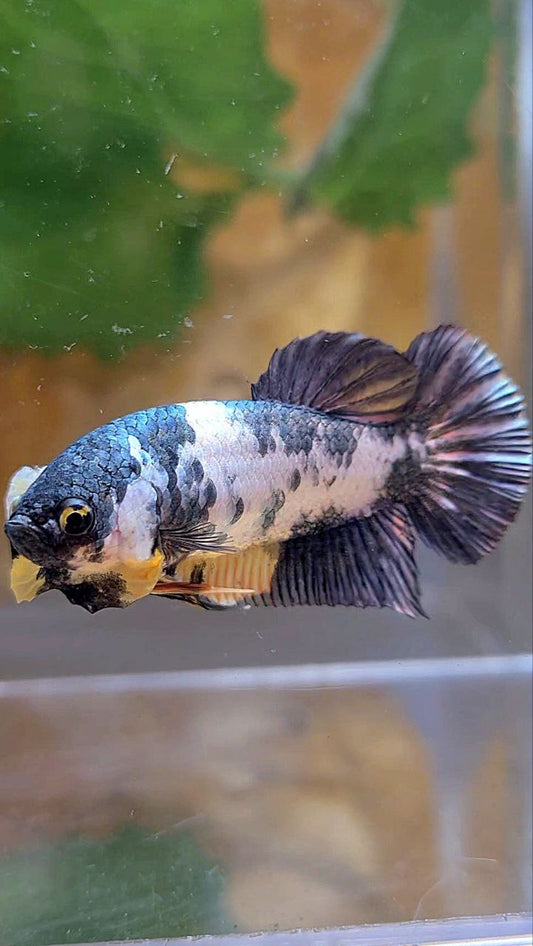 FEMALE PLAKAT FANCY COPPER MARBLE YELLOW MULTICOLOR BETTA FISH