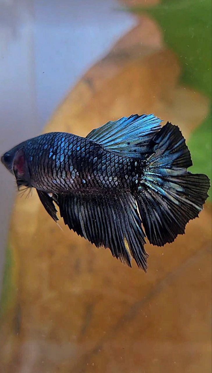 FEMALE HALFMOON BLACK COPPER AVATAR BETTA FISH