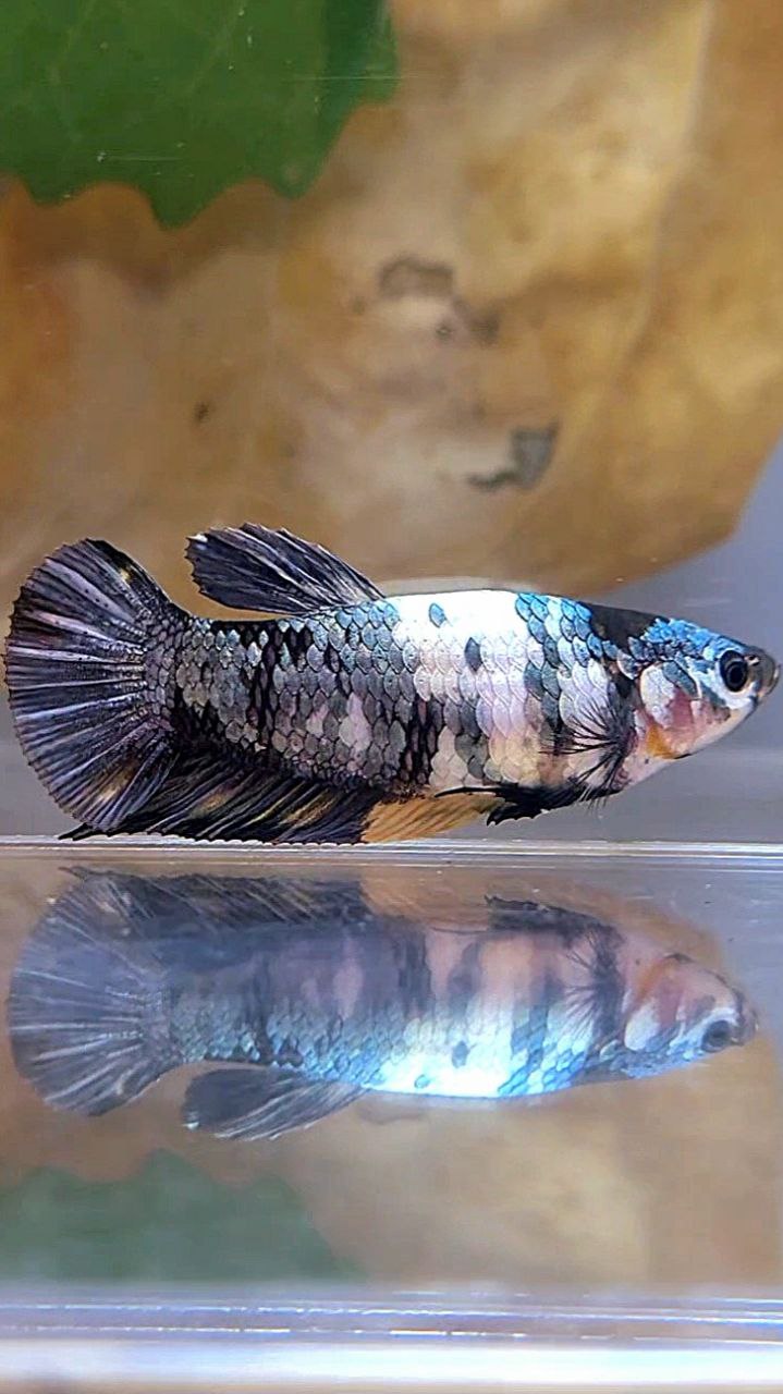 FEMALE PLAKAT BLACK YELLOW COPPER FANCY MULTICOLOR BETTA FISH
