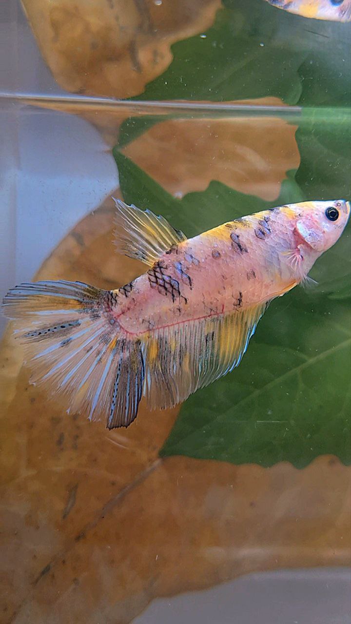 XL FEMALE HALFMOON KOI YELLOW MULTICOLOR BETTA FISH