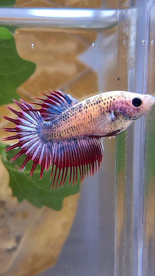 FEMALE CROWNTAIL PURPLE MASCOT BETTA FISH