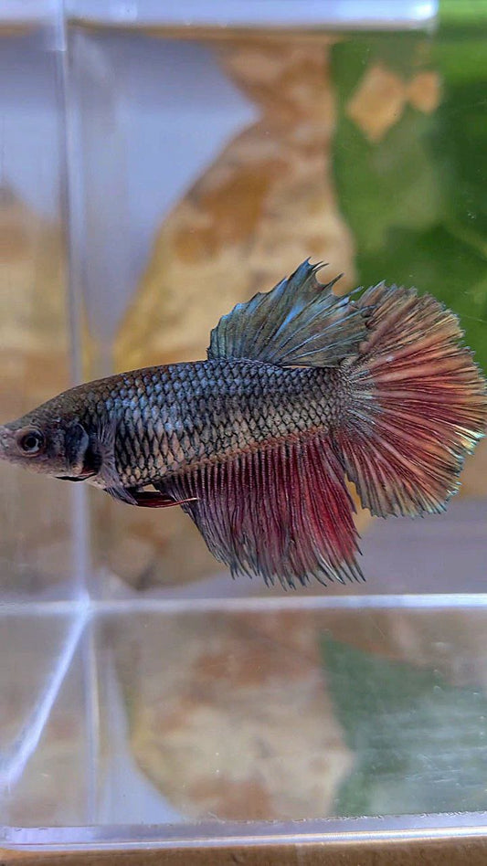 FEMALE HALFMOON COPPER RED BETTA FISH
