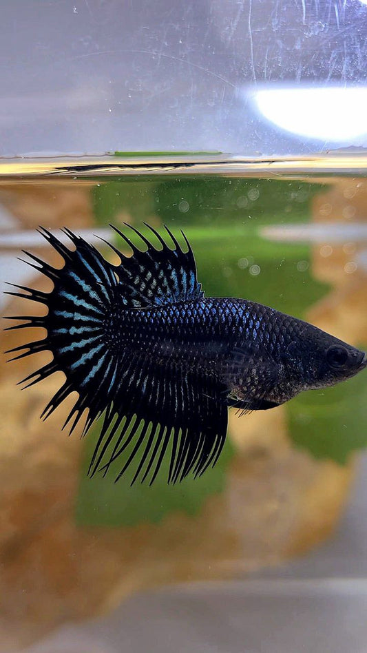 FEMALE KING CROWNTAIL BLACK ORCHID BETTA FISH