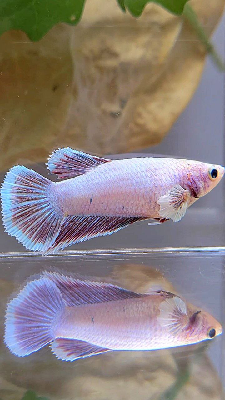 FEMALE HALFMOON BIG EAR LAVENDER BETTA FISH