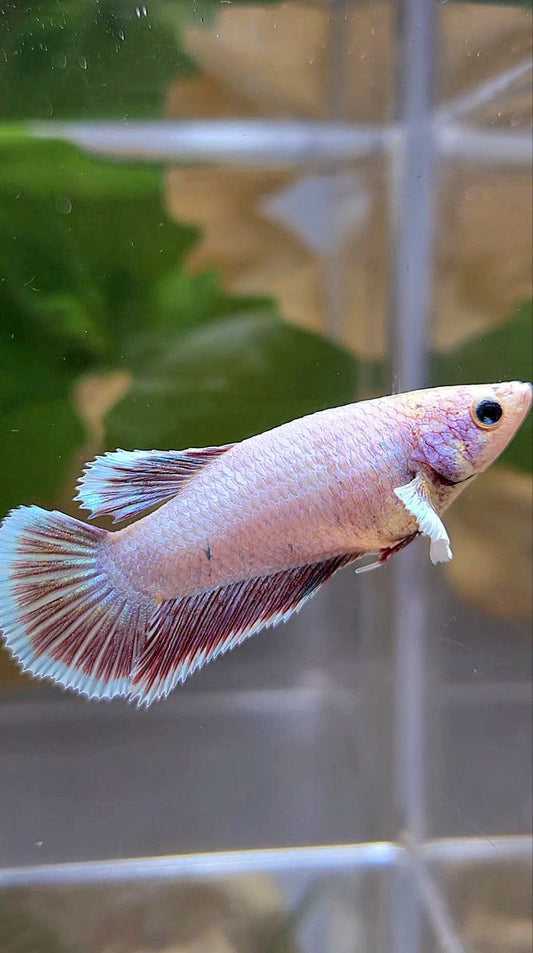 FEMALE HALFMOON BIG EAR LAVENDER BETTA FISH