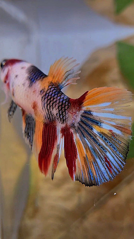 XL FEMALE HALFMOON KOI MULTICOLOR BETTA FISH