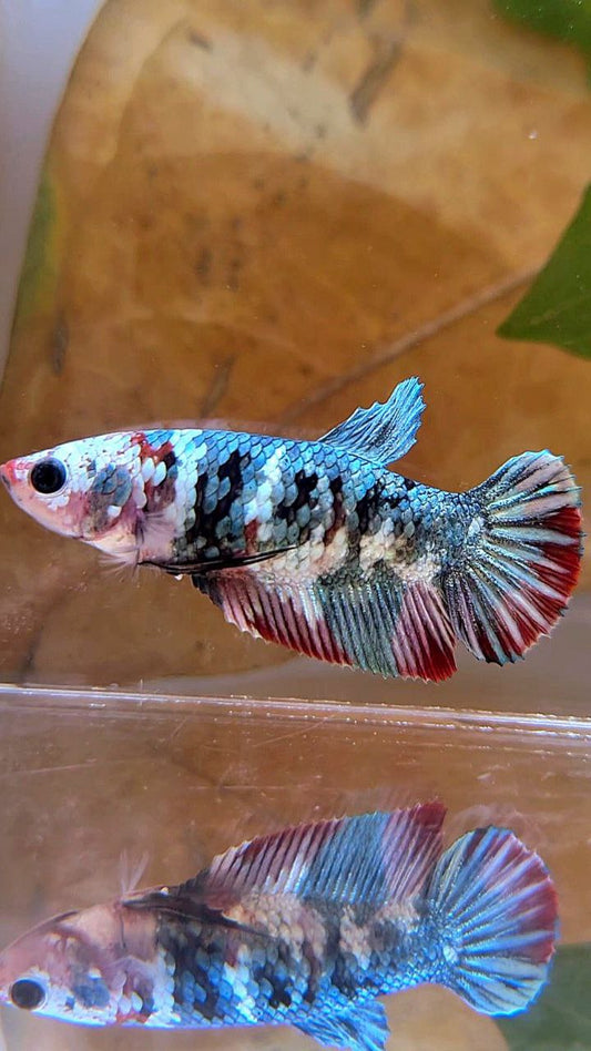 FEMALE PLAKAT RED COPPER GALAXY MULTICOLOR BETTA FISH