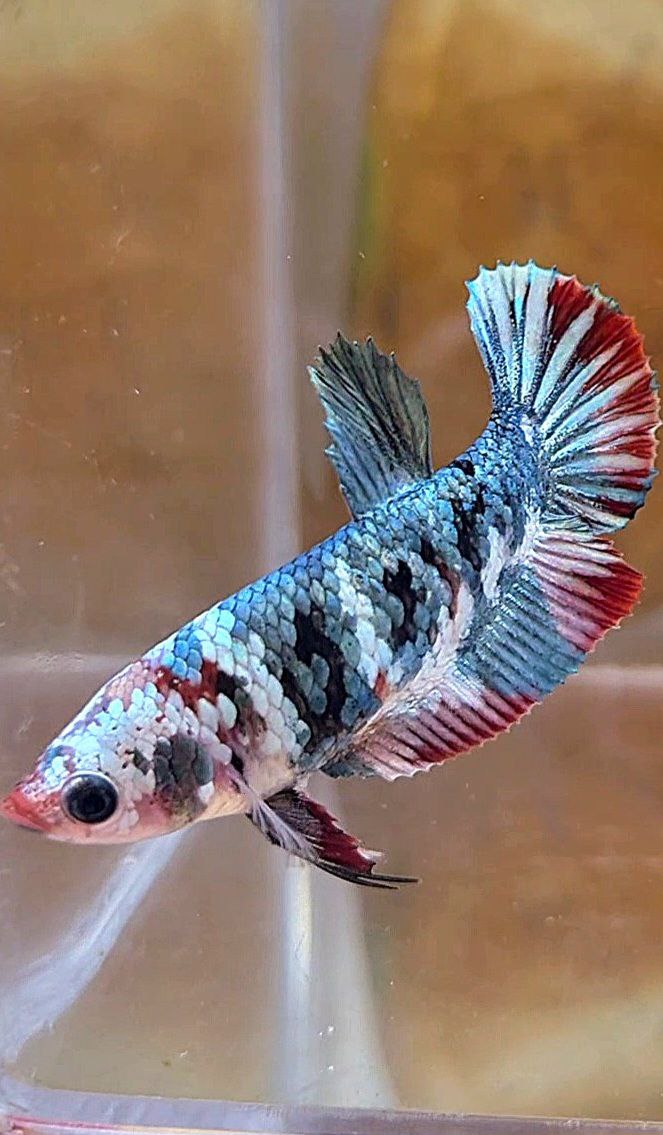 FEMALE PLAKAT RED COPPER GALAXY MULTICOLOR BETTA FISH