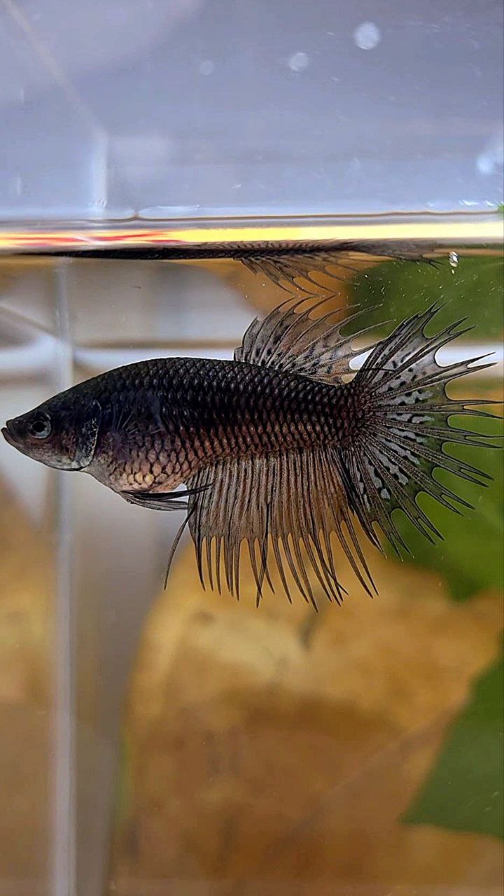 FEMALE KING CROWNTAIL BLACK COPPER BETTA FISH