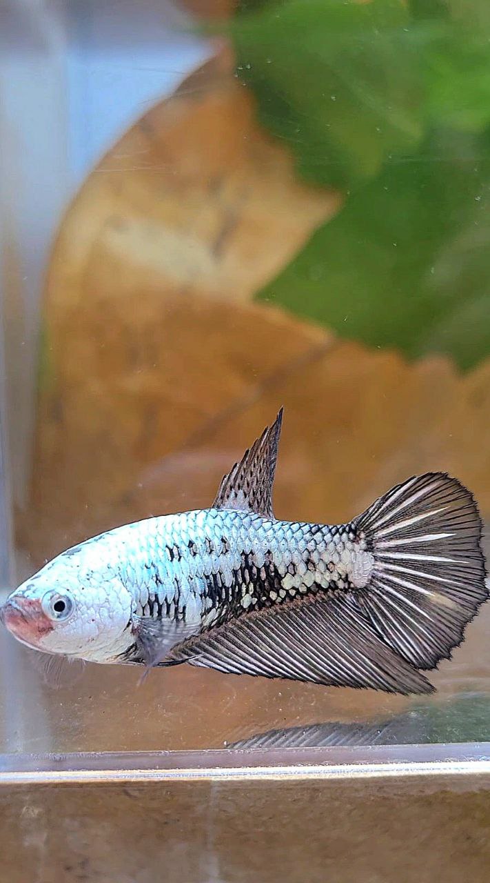 FEMALE HALFMOON BLACK SAMURAI SNOW BETTA FISH