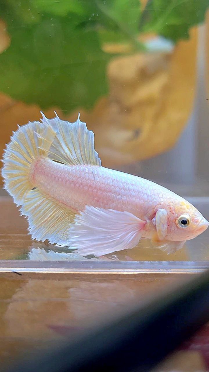 FEMALE HALFMOON SUPER DUMBO EAR SOFT GOLD BETTA FISH
